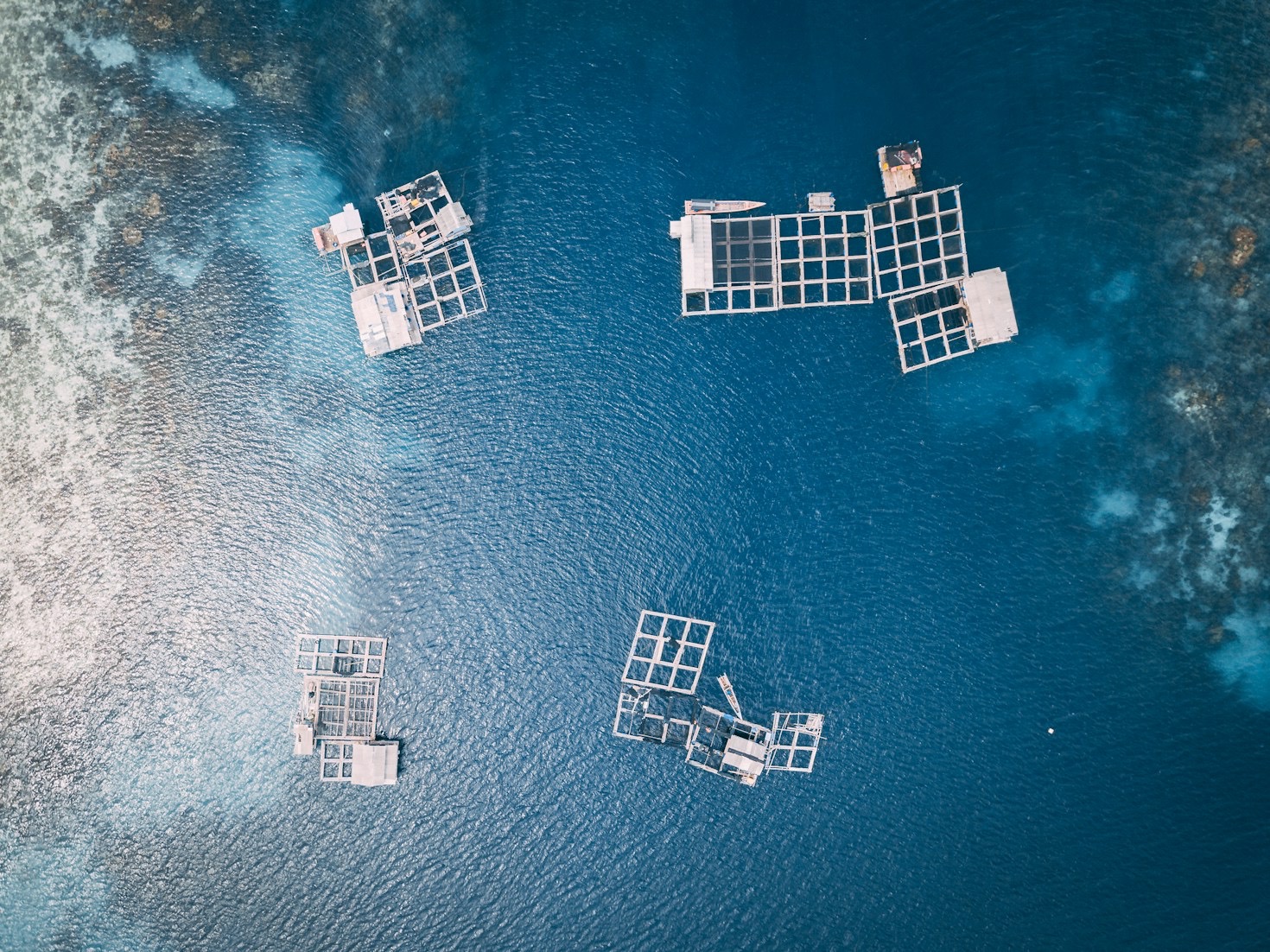 Sådan genopretter vi biodiversiteten i danske farvande